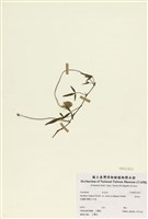 藏品(金絲竹)的圖片